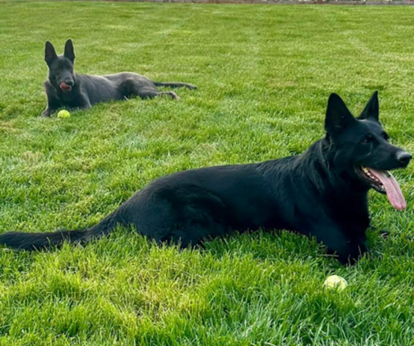 Medium Photo #3  Breeder Profile in RUCKERSVILLE, VA, USA