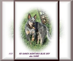 Main photo of Australian Cattle Dog Dog Breeder near HELENA, MT, USA
