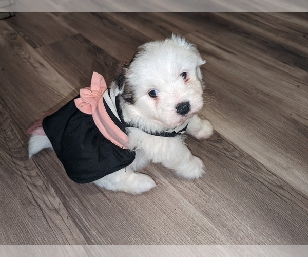 Medium Photo #1  Breeder Profile in RIVES JUNCTION, MI, USA