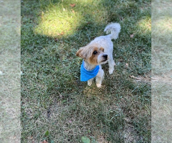 Medium Photo #1  Breeder Profile in SCOTCHTOWN BRANCH, NY, USA