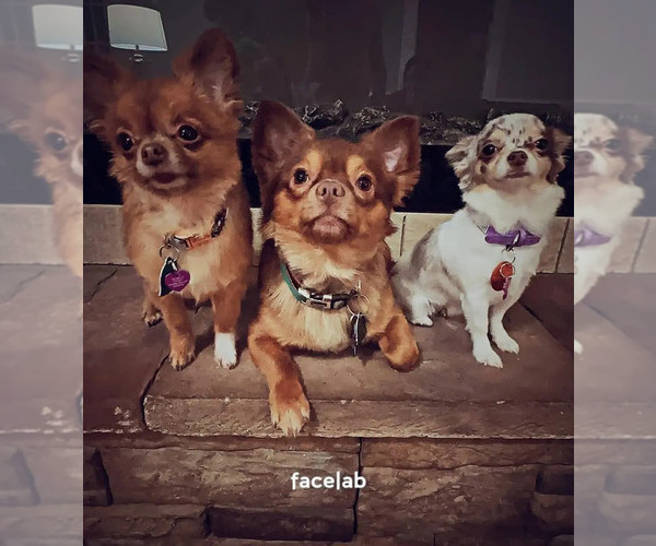Medium Photo #57  Breeder Profile in HOMERVILLE, GA, USA