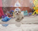 Small #1 Breeder Profile image