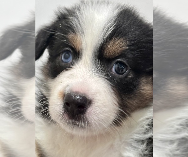 Medium Photo #15  Breeder Profile in LAKELAND, FL, USA