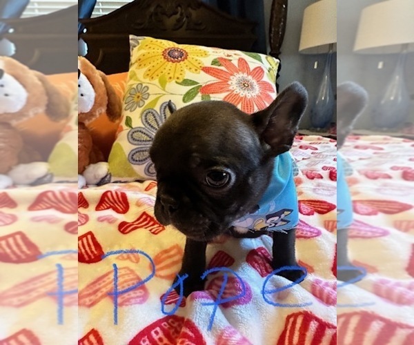 Medium Photo #8  Breeder Profile in Fresno, CA, USA