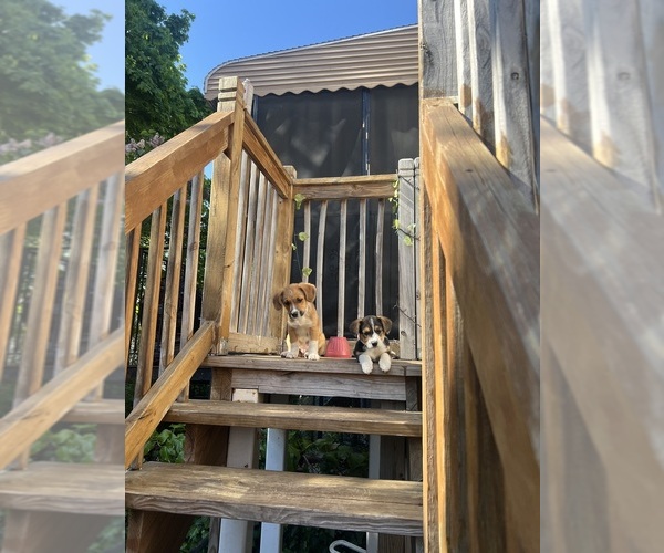 Medium Photo #1  Breeder Profile in BROOKLYN, NY, USA