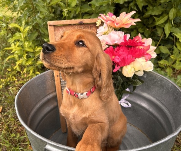Medium Photo #6  Breeder Profile in BLACK RIVER FALLS, WI, USA