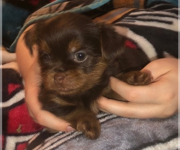 Medium Photo #34  Breeder Profile in SCOTTSDALE, AZ, USA