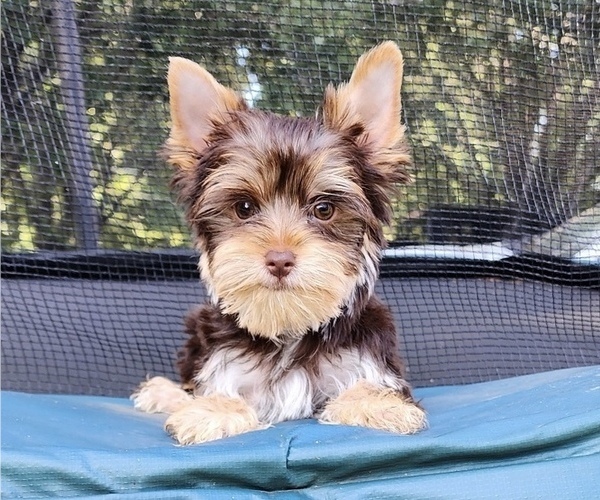 Medium Photo #9  Breeder Profile in ROCKWOOD, TN, USA