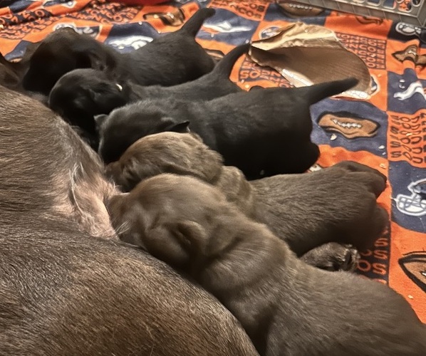 Medium Photo #1  Breeder Profile in CASTLE ROCK, CO, USA