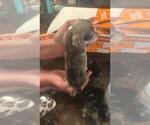 Small #15 Breeder Profile image