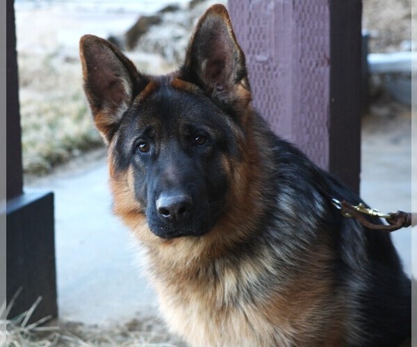 Medium Photo #2  Breeder Profile in AURORA, CO, USA