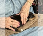 Small #61 Breeder Profile image