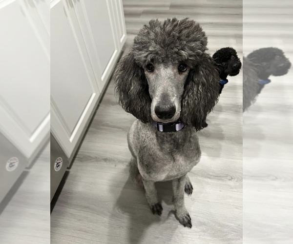Medium Photo #1  Breeder Profile in RANCHO CUCAMONGA, CA, USA