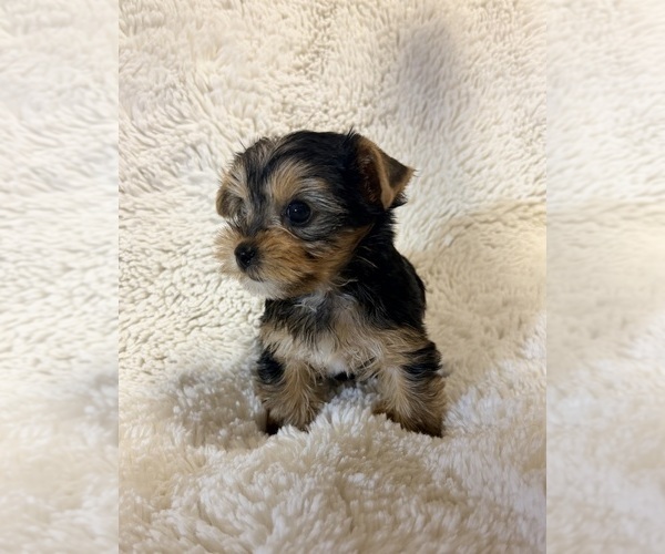 Medium Photo #12  Breeder Profile in ROCKLIN, CA, USA
