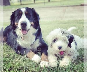 Main photo of Bernedoodle Dog Breeder near EDMOND, OK, USA