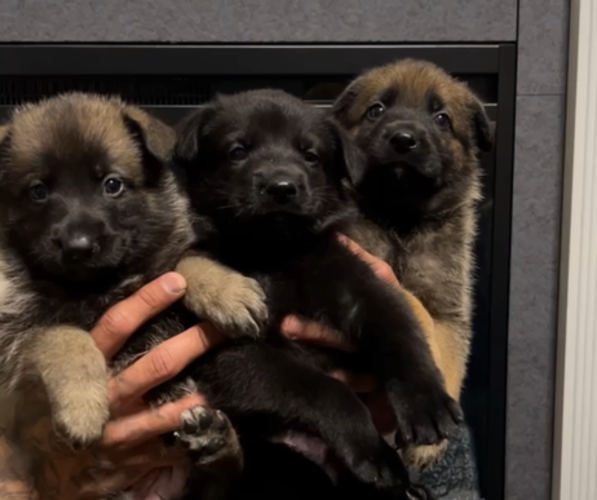 Medium Photo #1  Breeder Profile in CADIZ, KY, USA