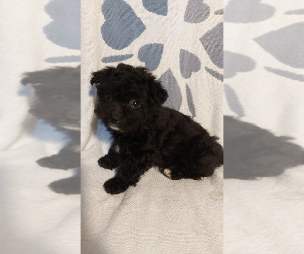 Medium Photo #5  Breeder Profile in WINCHESTER, VA, USA