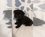 Small #4 Breeder Profile image