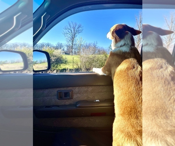 Medium Photo #1  Breeder Profile in SALEM, MO, USA