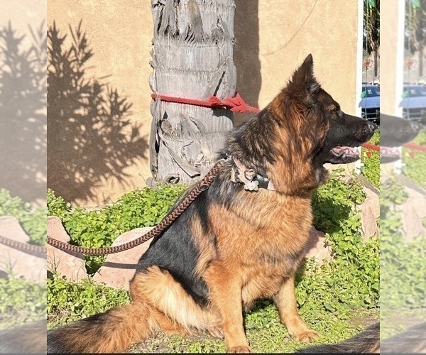 Medium Photo #3  Breeder Profile in ANTIOCH, CA, USA