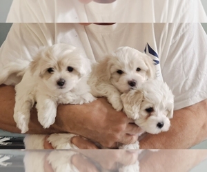 Coton de Tulear Dog Breeder near FORT MYERS, FL, USA