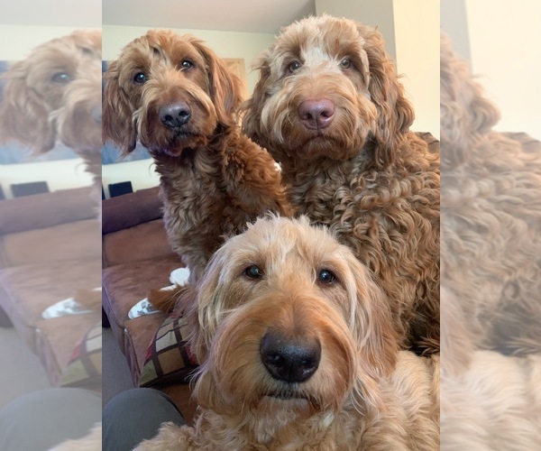 Medium Photo #1  Breeder Profile in FAIRWOOD, WA, USA