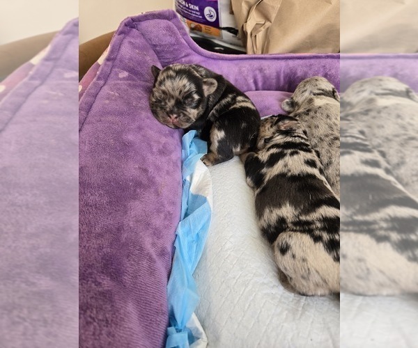 Medium Photo #2  Breeder Profile in GLEN BURNIE, MD, USA