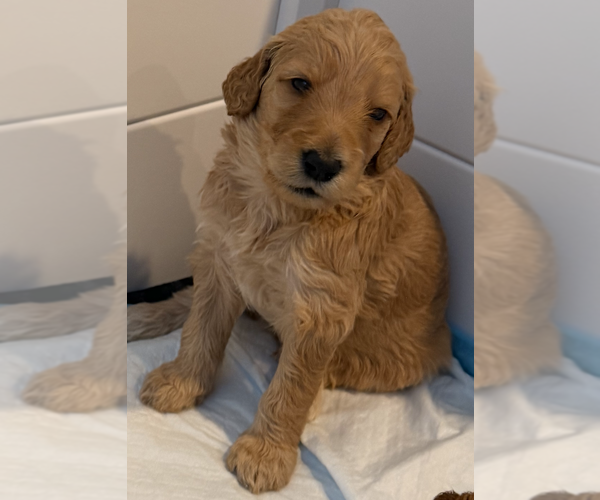 Medium Photo #15  Breeder Profile in FOUNTAIN VALLEY, CA, USA