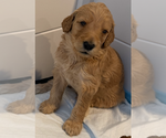 Small #14 Breeder Profile image