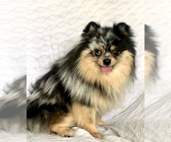 Medium Photo #1  Breeder Profile in W JORDAN, UT, USA