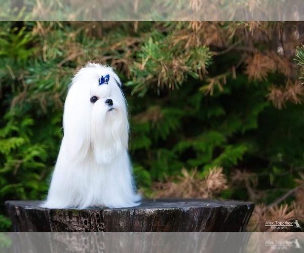 Medium Photo #6  Breeder Profile in WILSON, NY, USA