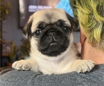 Small #1 Breeder Profile image