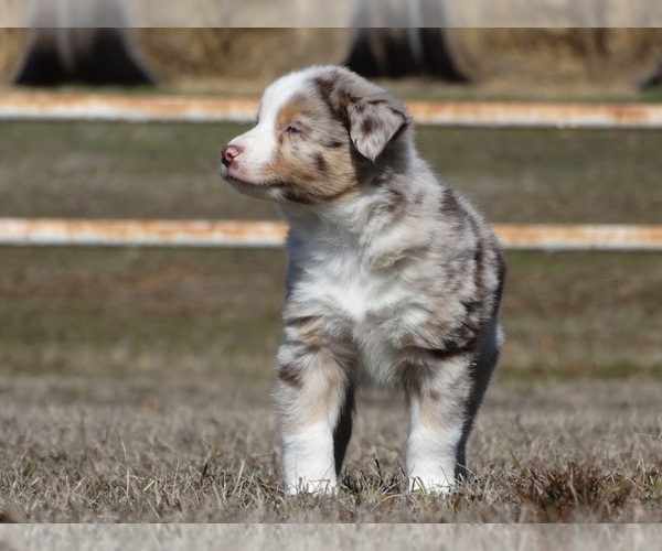 Medium Photo #2  Breeder Profile in OZARK, AR, USA