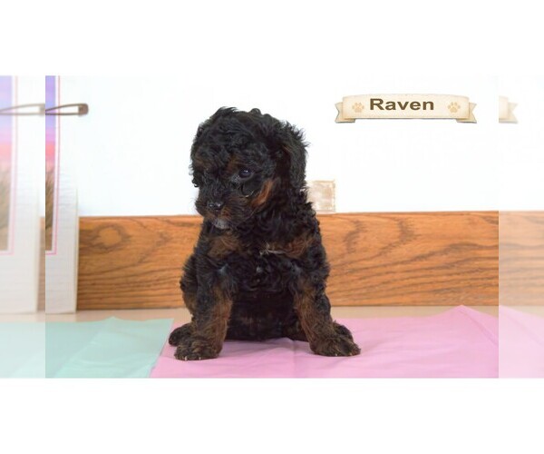 Medium Photo #14  Breeder Profile in CLARE, MI, USA