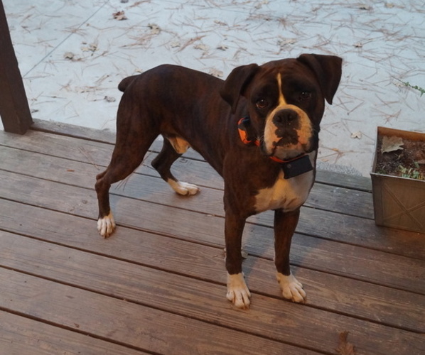 Medium Photo #1  Breeder Profile in ABBEVILLE, SC, USA