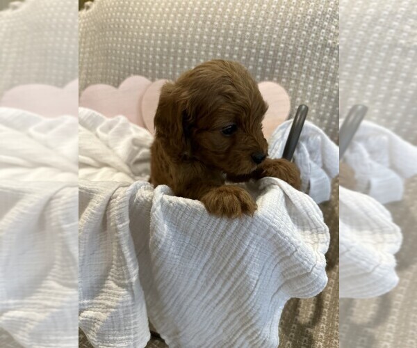 Medium Photo #15  Breeder Profile in MAGNOLIA, TX, USA
