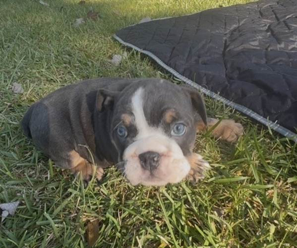 Medium Photo #10  Breeder Profile in PACE, FL, USA