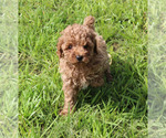 Small #71 Breeder Profile image
