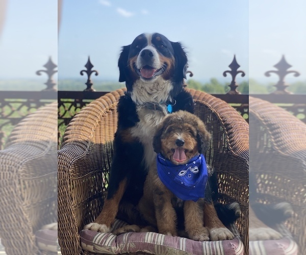 Medium Photo #1  Breeder Profile in GREEN FOREST, AR, USA