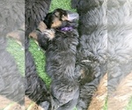 Small #104 Breeder Profile image
