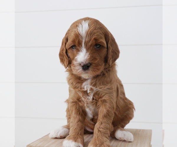 Medium Photo #1  Breeder Profile in SALT LAKE CITY, UT, USA