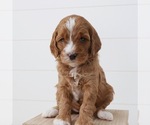 Small breeder photo