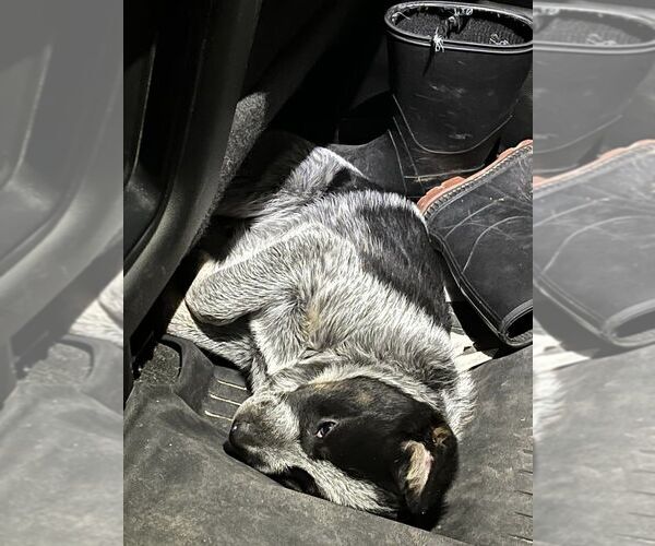 Medium Photo #6  Breeder Profile in BEDIAS, TX, USA