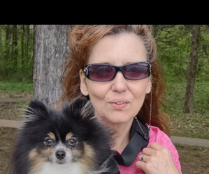Pomeranian Dog Breeder near VAN BUREN, AR, USA