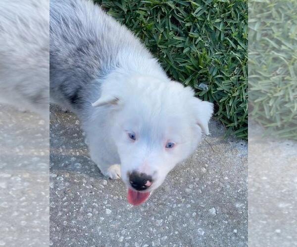 Medium Photo #3  Breeder Profile in CLERMONT, FL, USA