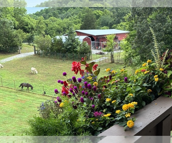 Medium Photo #4  Breeder Profile in MARYVILLE, TN, USA