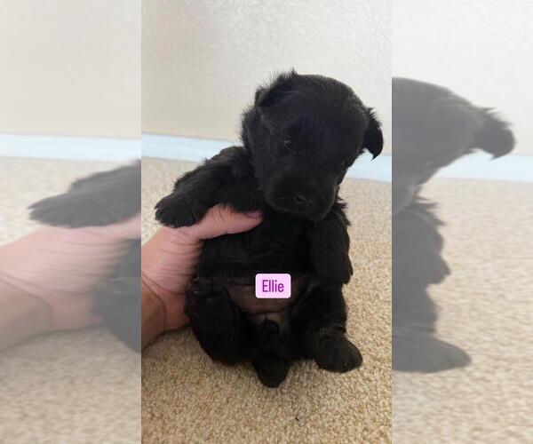 Medium Photo #3  Breeder Profile in LOS LUNAS, NM, USA