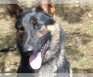 German Shepherd Dog Dog Breeder near ONEONTA, NY, USA