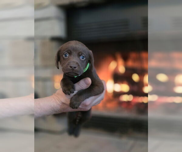 Medium Photo #19  Breeder Profile in FLORA, IL, USA