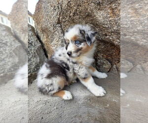 Medium Breeder Profile Photo